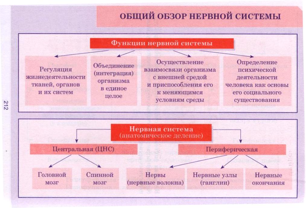 Схема нервной системы 8 класс