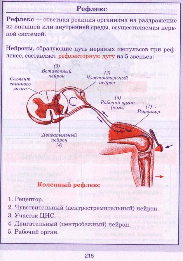 Схема двигательного акта нервной системы