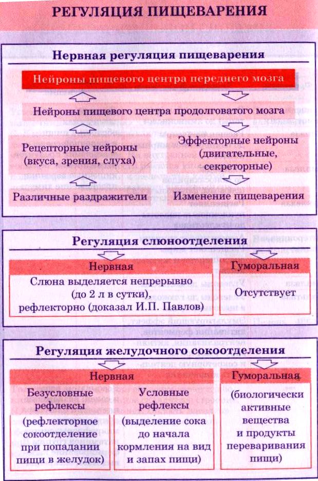 Регуляция пищеварения презентация 8 класс биология