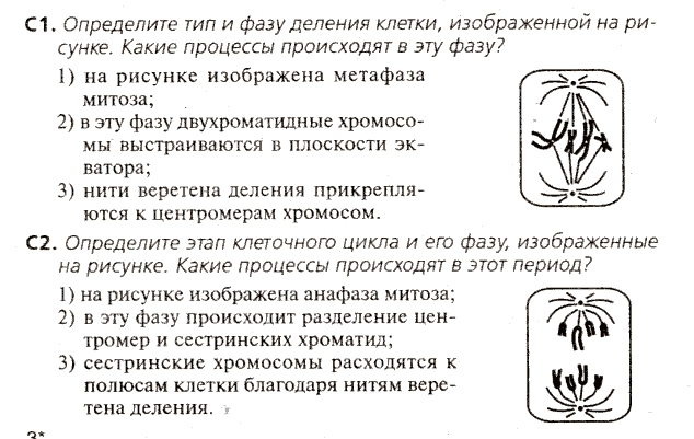 Определите тип и фазу деления исходной диплоидной клетки изображенной на схеме дайте обоснованный