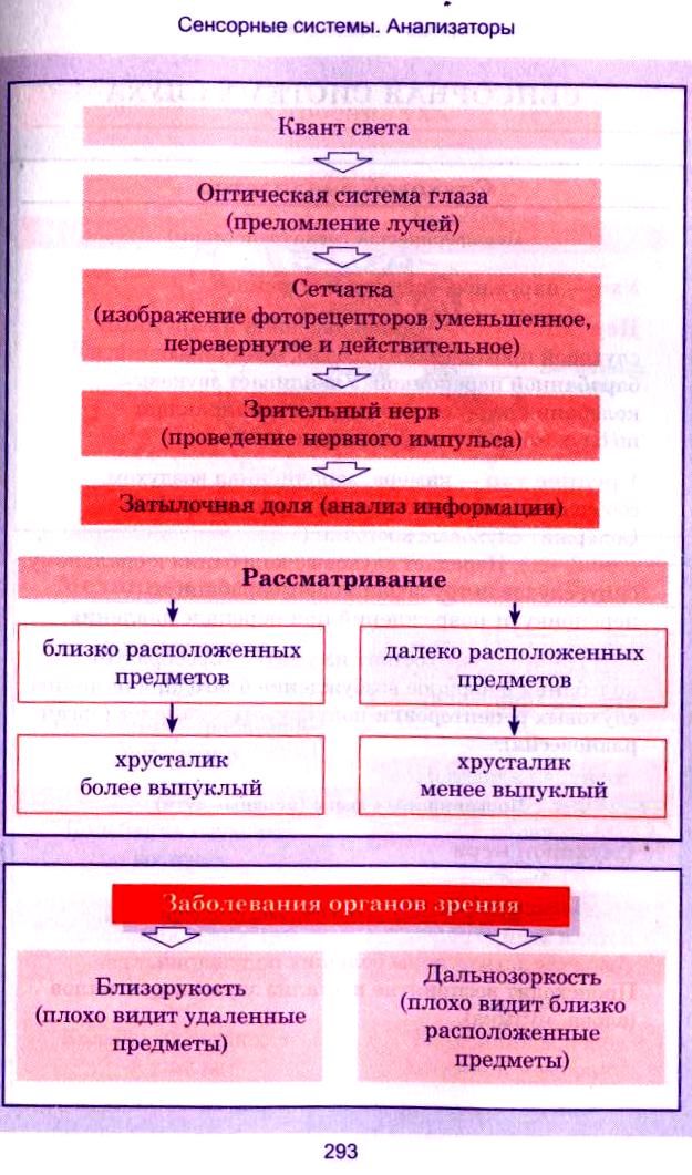 Блок схема зрительного анализатора