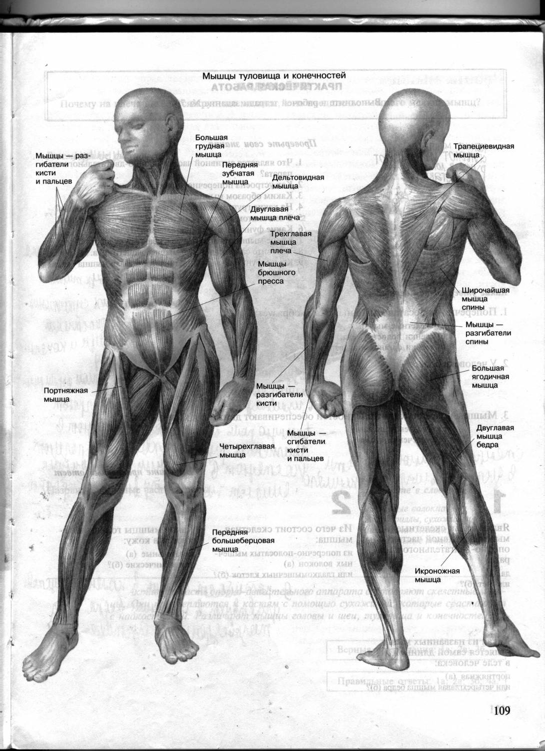 Мышцы туловища и конечностей 8 класс