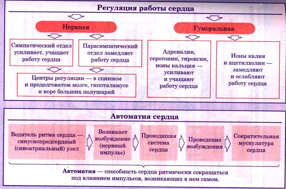 Схема регуляции сердечной деятельности